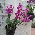 #orchidees roses pales 