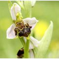 Ophrys abeille : O. apifera