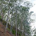  3 - Eucalyptus maculata - Les espèces d'eucalyptus introduites en Nouvelle-Calédonie