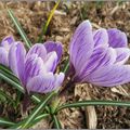 Le crocus en vedette aujourd'hui...