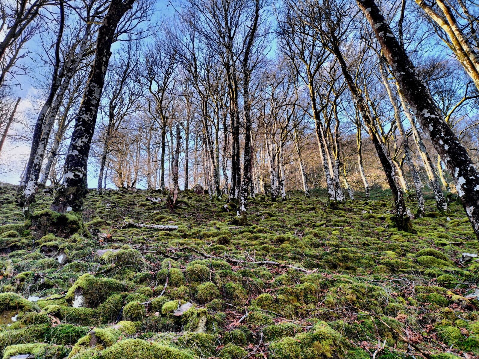 L'Autza, en chemin, pierres mousse et arbres.. (64)