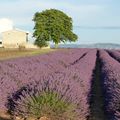 Un bouquet de fleurs.