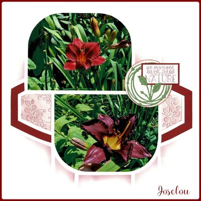 Jardin du Petit Bordeaux (suite)