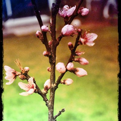 SEMAINE 12: Le printemps