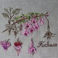 Le fuchsia : etudes botanique de Véronique Enginger