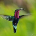 colibri