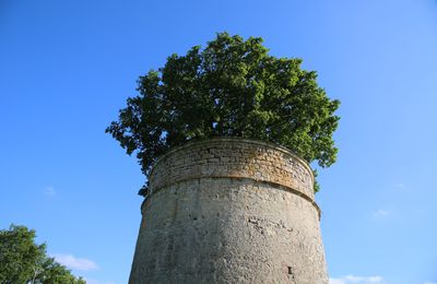 LE CHÊNE DU PIGEONNIER DE POUZAY. (Commune de Béceleuf 79160). Coup de coeur pour moi ! 17 juin 2014.