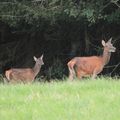 Biche et son bébé 