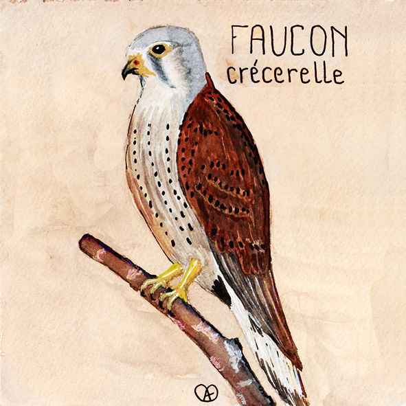 faucon 