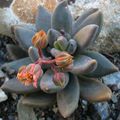 Pachyphytum "blue mist"  ( achetée sous le nom "Dark Red")