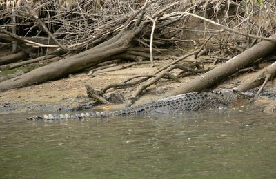 On the Daintree river, face to face with scarface...