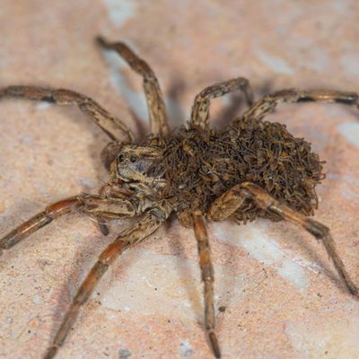 L'araignée-loup et ses petits