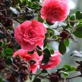 Les Camélias au Parc de la Tête d'Or