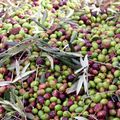La récolte des olives !