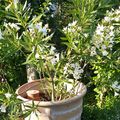 Laurier-rose blanc très florifère, et le Gattilier avec ses énormes et superbes épis violets qui embaument.