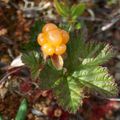 La ronces des tourbières, une plante du nord...