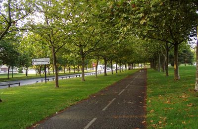 Tree road