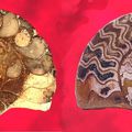 AMMONITES ET OURSIN