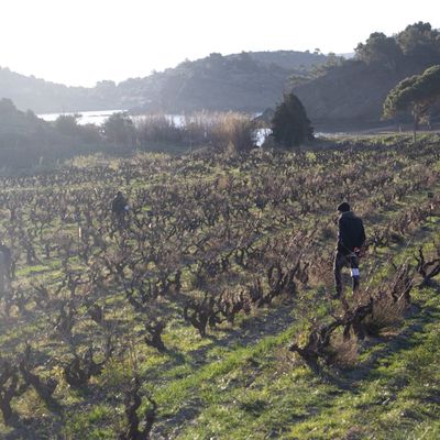 "Virée" de nos tailleurs de vigne à Banyuls et Port Vendres...