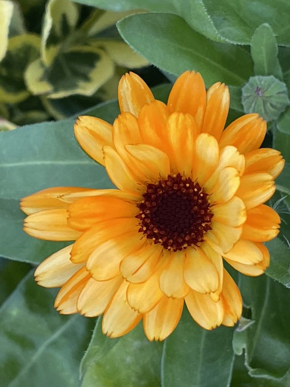 Mardi 04 novembre 2025: mes photos datent d'hier, les oiseaux avant la tonte , Dernière tonte , les fleurs bravent novembre, pause et silence contemplatif , les nuages pardessus le toit de ma cabane de jardin , mon diapo s'en suit ...