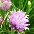 Ciboulette en fleur