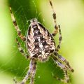 Le petit monde des araignées de jardin