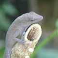 Costa Rica - Parc de Manuel Antonio