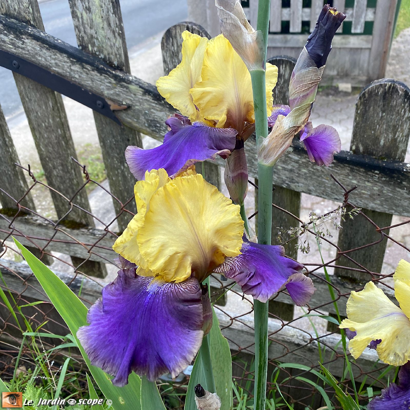 Iris Jurassic Park