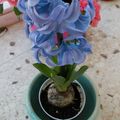 Le dire avec des fleurs 