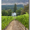 Stellenbosch - Wine Road