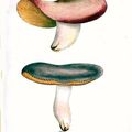 184-187 Russula integra ss. Fabre ファ－ブルのヨヘイジ