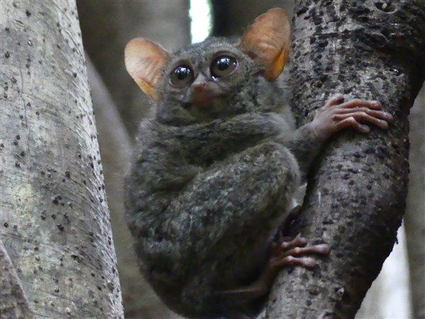 Voyage en Sulawesi - Visite du parc national de Tangkoko