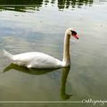 Fais-moi un cygne... ou deux...