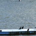 Trois bouées pour six cormorans sur le Belon, fleuve (mitic) … …