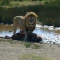 Un virus canin menace les derniers tigres sauvages