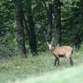 Jeune chamois