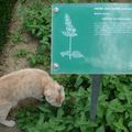 L'herbe à chat