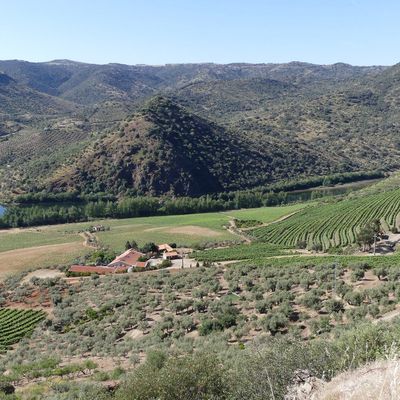 freixo de espada à cinta – Salamanque