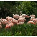 Flamands roses