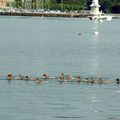 A plumes sur les bords du lac à Genève