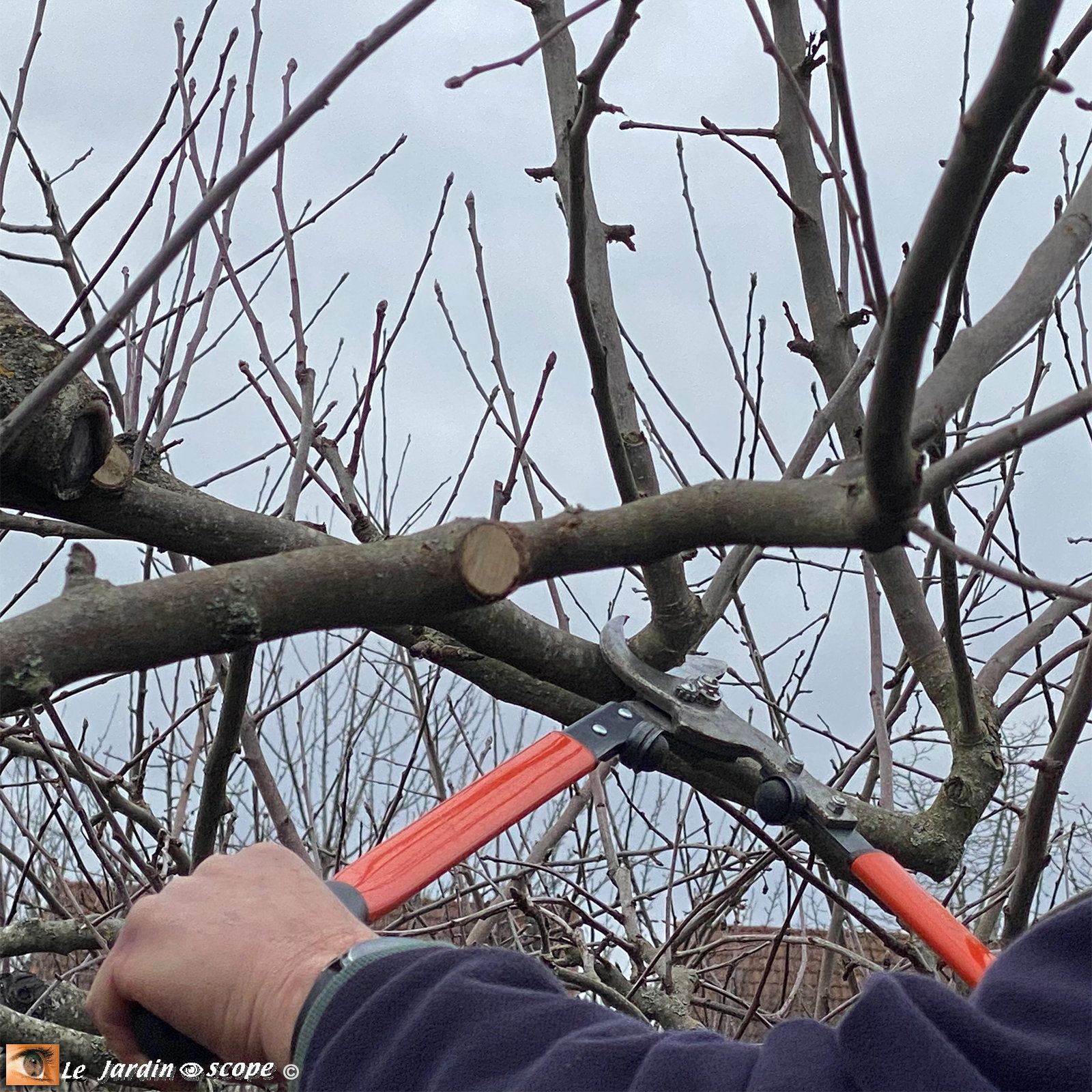 Taille des fruitiers à pépins