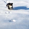 La neige ché trop bon !