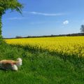 Promenade dans la campagne normande