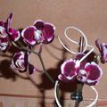 Quelques unes de mes orchidées en fleurs