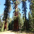 USA - Yosemite Park (Mariposa Grove)