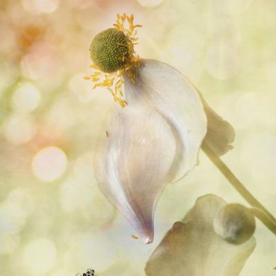 Ne me quitte pas....