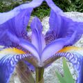 Mon "Iris Bleu des Jardins" pour Florence !