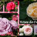 Jardin de Roses