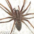 Tegenaria (Atrica)