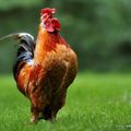 le coq, symbole de la France